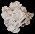 Fossil Sand Dollar (Heliophora) Cluster - Boujdour, Morocco #14160-4
